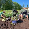 Sommerflor für die Landesgartenschau in Leinefelde – Pflanzarbeiten verwandeln Beete in farbenfrohe Blütenflächen