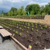 1700 Dahlien auf dem Gelände der Landesgartenschau in Leinefelde gepflanzt