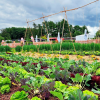 Kostenlose Gemüse-Ernte auf der Landesgartenschau in Leinefelde
