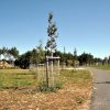 Einen Ereignisbaum auf der Landesgartenschau in Leinefelde stiften