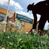 Halbzeit auf der Landesgartenschau in Leinefelde