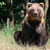 Umweltminister besucht Alternativen Bärenpark Worbis
